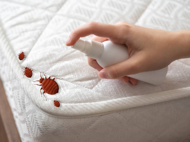 Best Pest Prevention Services  in Home Gardens, CA